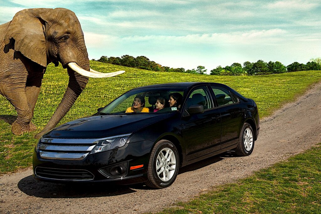 Six Flags Great Adventure opening safari drive-through