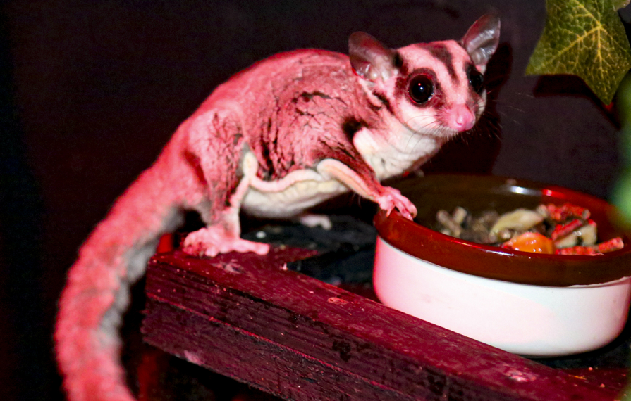 New nocturnal and exotics house to open at Barleylands Farm Park