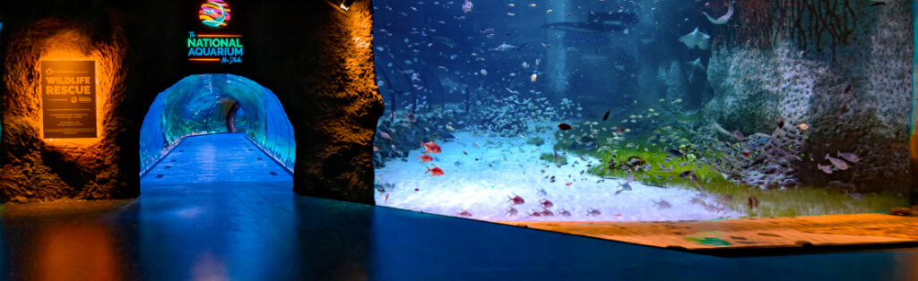 The largest aquarium in the Middle East opens in Abu Dhabi