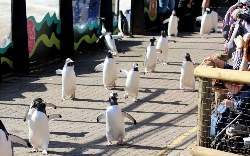 Popular attraction at Edinburgh Zoo cancelled amid ‘increased risk’ of avian influenza