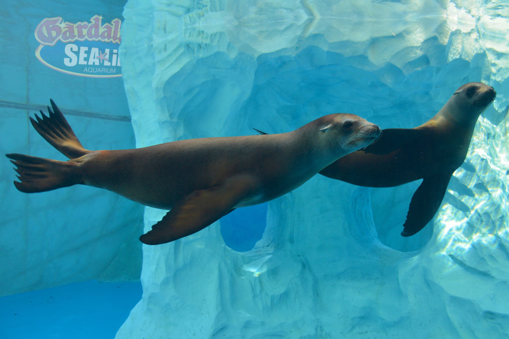  Educational activities for families at Gardaland Sea Life Aquarium