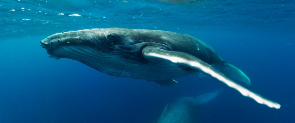 Immotion invites guests to swim with Humpback Whales