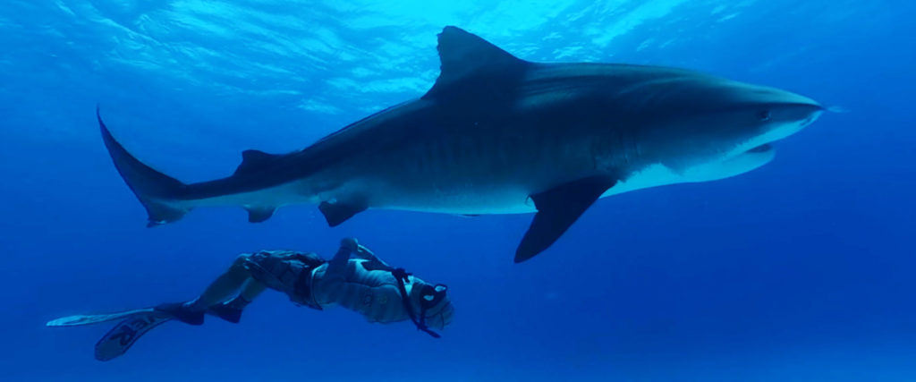 Immotion takes a VR deep dive with Tiger Sharks
