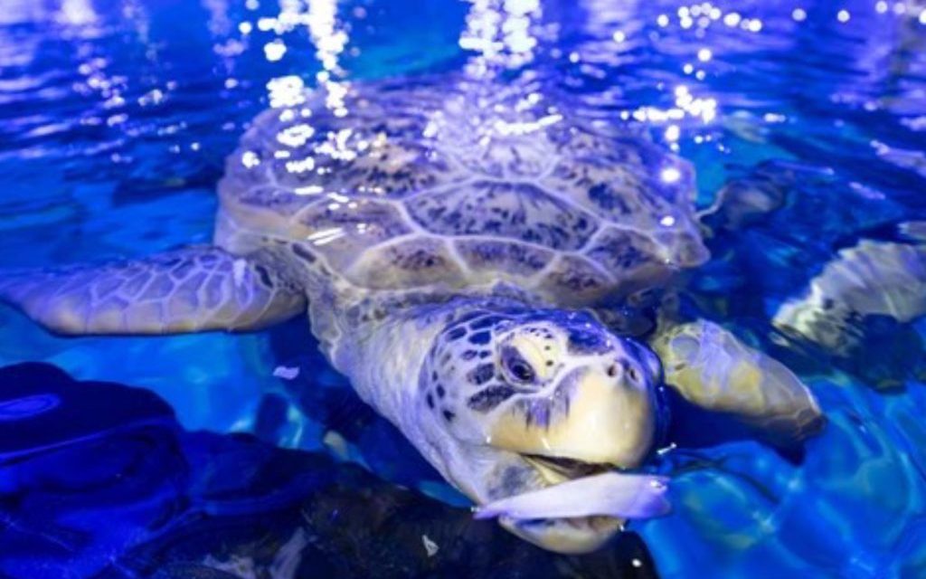 Birmingham’s best-loved sea turtle Mo shell-ebrates 50th birthday
