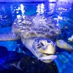 Birmingham’s best-loved sea turtle Mo shell-ebrates 50th birthday