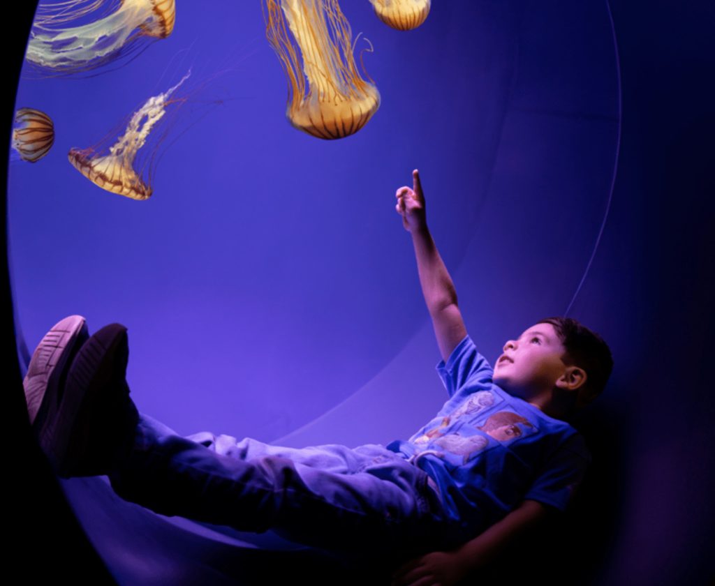 SeaWorld San Diego opens ‘Jewels of the Sea’