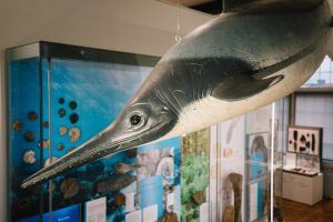 about the museum The Lapworth Museum of Geology