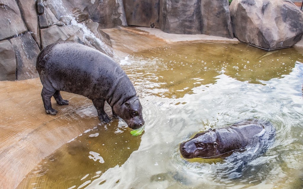 Wildlife World Zoo announces opening of new 5-acre Safari Park expansion