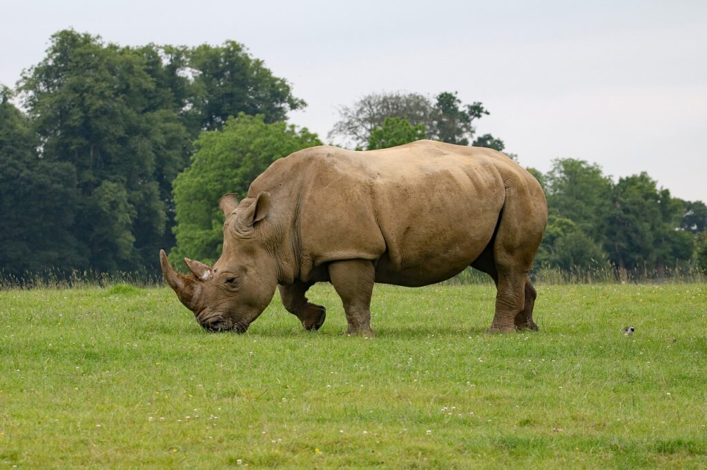 Zoo Atlanta opens new Rhino Wild Encounter